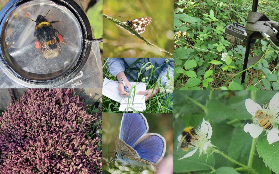 Suivis des pollinisateurs